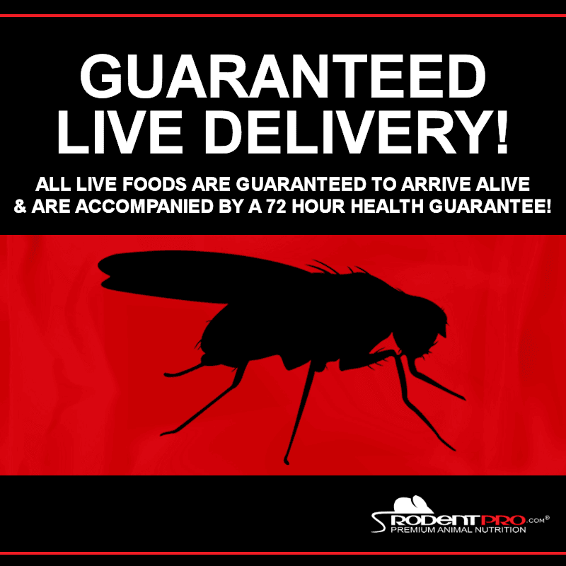 Fruit Flies Hydei Culture Kit Buy Wingless Fly Food at Rodent Pro